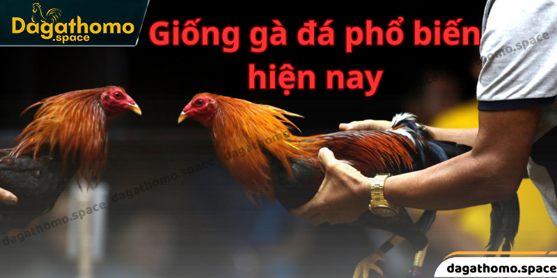 Những giống gà chọi được giao dịch phổ biến nhất